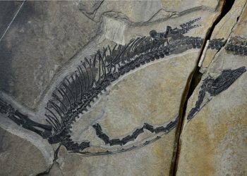 245 Millionen Jahre alter Meeresreptil-Fossil zeigt Organe