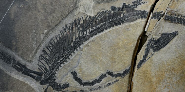 245 Millionen Jahre alter Meeresreptil-Fossil zeigt Organe