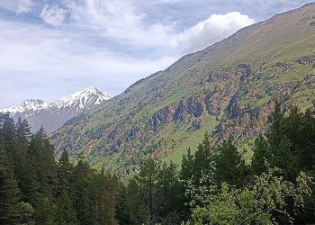 Studie: Waldproduktivität prägt Eurasiens CO₂-Speicher