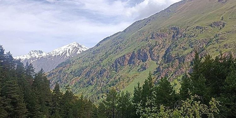 Studie: Waldproduktivität prägt Eurasiens CO₂-Speicher