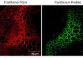 Neue Fluoreszenzsonden machen Pflanzengewebe schärfer sichtbar