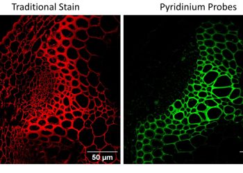 Neue Fluoreszenzsonden machen Pflanzengewebe schärfer sichtbar