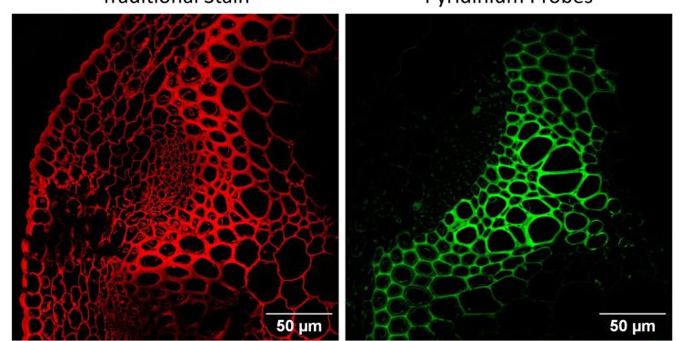 Neue Fluoreszenzsonden machen Pflanzengewebe schärfer sichtbar