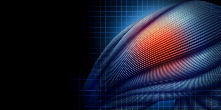 Protein TRF2 hält Muskelstammzellen reparaturfähig