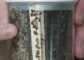 Bettwanzen breiten sich aus – Forscher warnen vor MRSA-Risiko