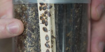 Bettwanzen breiten sich aus – Forscher warnen vor MRSA-Risiko