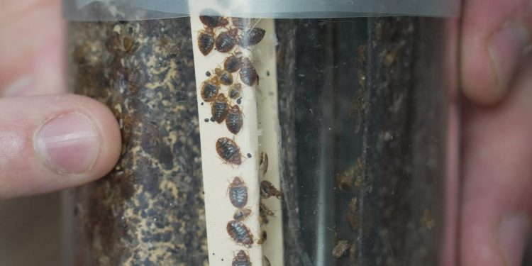 Bettwanzen breiten sich aus – Forscher warnen vor MRSA-Risiko