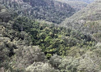 Verborgene Regenwälder in den Blue Mountains entdeckt