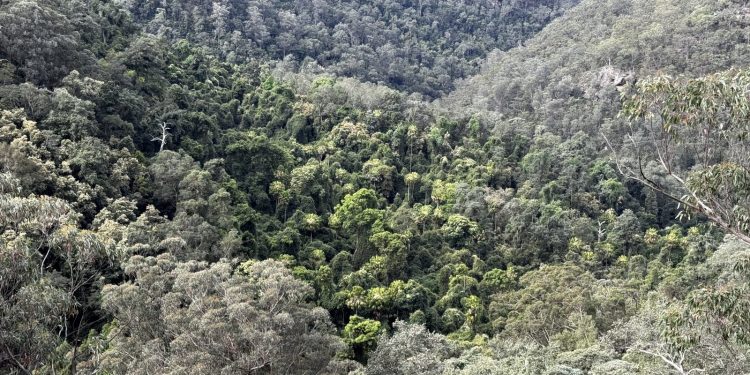 Verborgene Regenwälder in den Blue Mountains entdeckt
