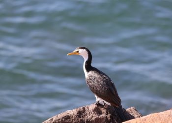 Vogelgrippe erreicht Australien: Was Europa gelernt hat