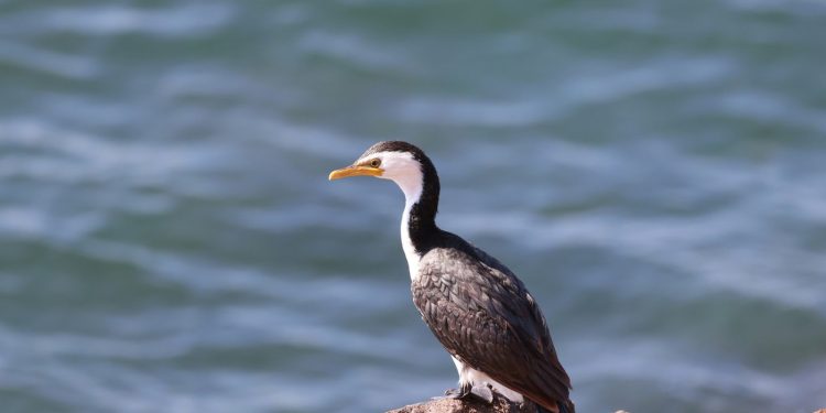 Vogelgrippe erreicht Australien: Was Europa gelernt hat
